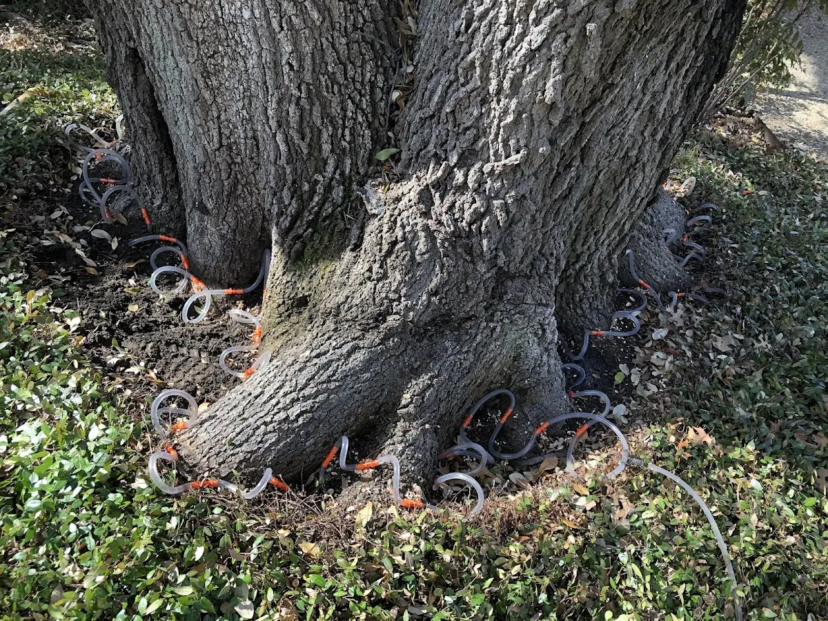 Detailed Tree Cabling and Bracing job site in Melcher Dallas