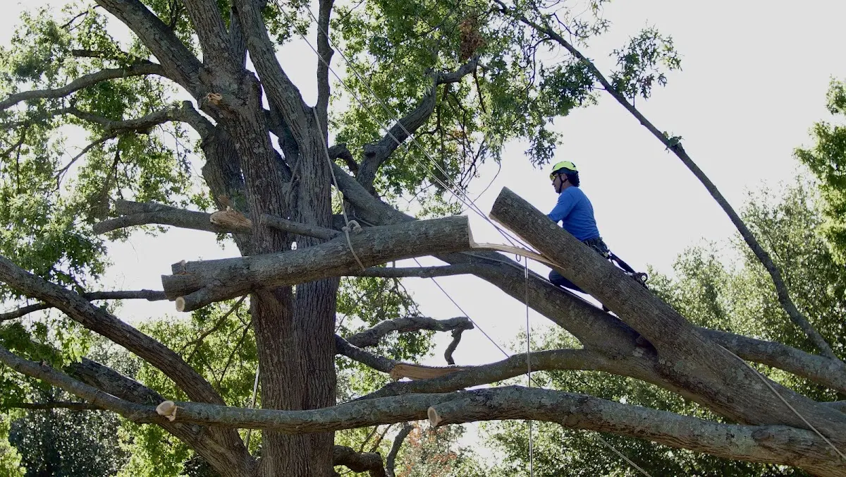 Professional Crown Thinning performed by certified arborists in Melcher Dallas