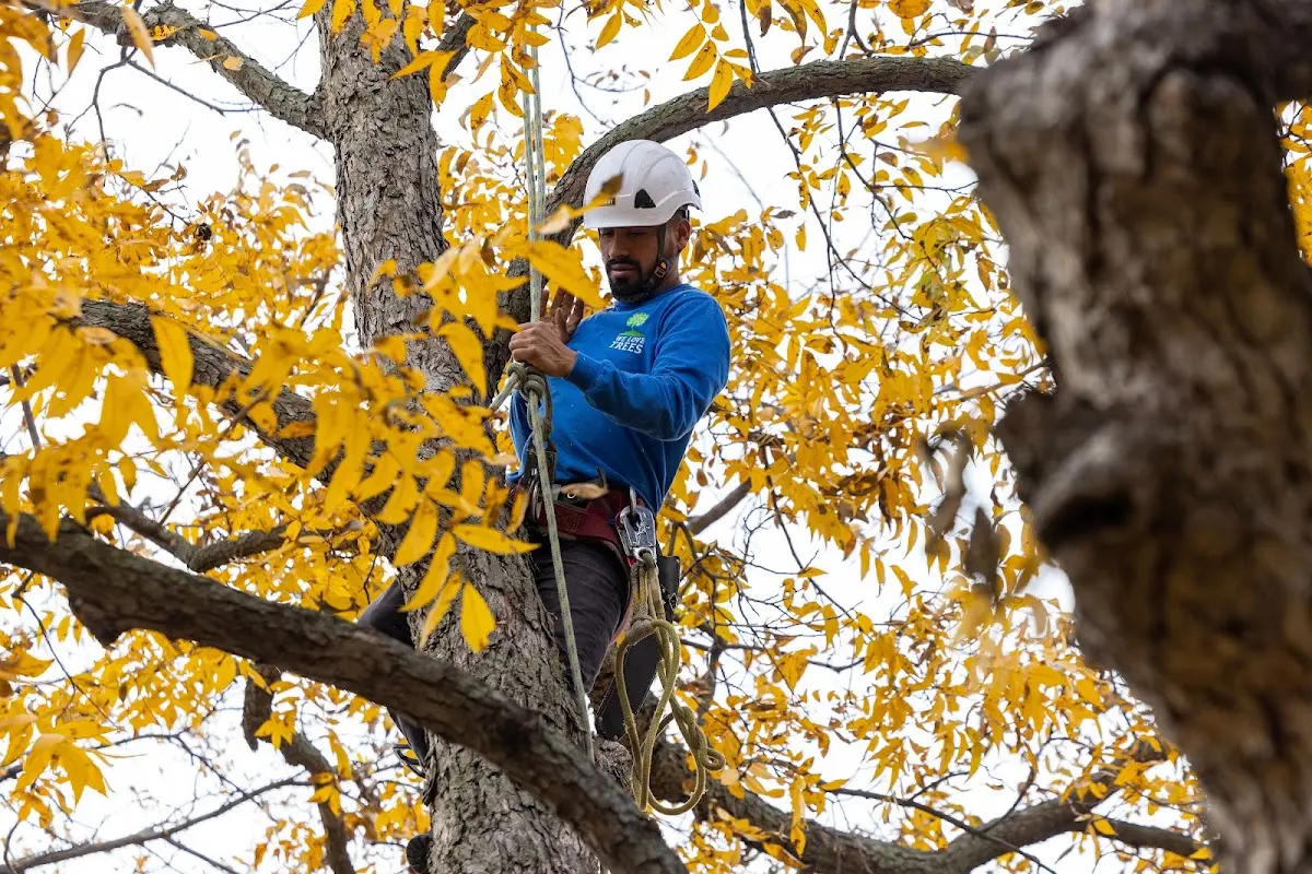 Skilled Tree Pruning crew working in Melcher Dallas