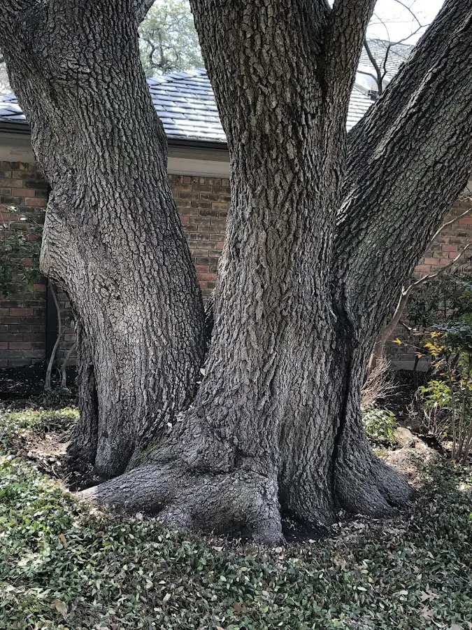 Mature heritage tree close to a Melcher Dallas property cared for by certified arborists