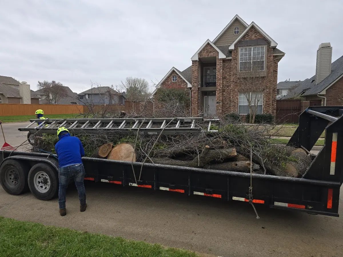 Expert Tree Removal with proper safety equipment in Melcher Dallas